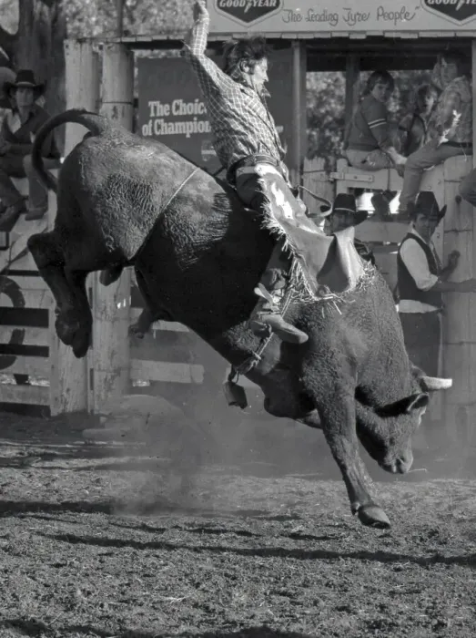 Framed Print : PROSTON, AUSTRALIA, CIRCA 1980: Unidentified contestant rides a bull during a small town rodeo