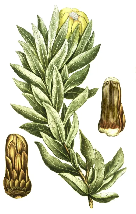 Framed Print : Protea lepidocarpodendron, black bearded sugar bush Framed Print : Protea lepidocarpodendron, black bearded sugar bush
