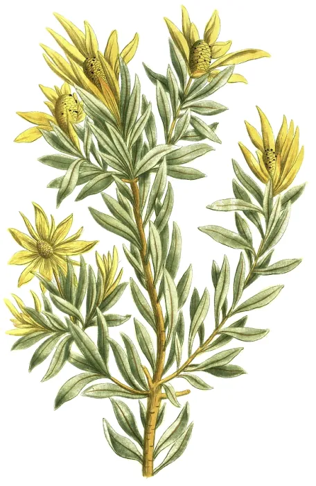 Framed Print : Protea scolymocephala, also known as thistle protea or thistle sugar bush