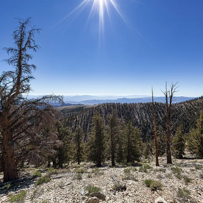 Framed Print : Protected area Ancient Bristlecone Pine Forest