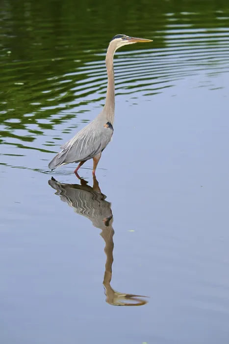 Framed Print : Proud heron stands in the blue water Framed Print : Proud heron stands in the blue water