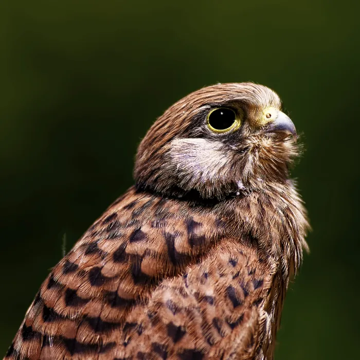 Framed Print : Proud view of a bird of prey in natural surroundings