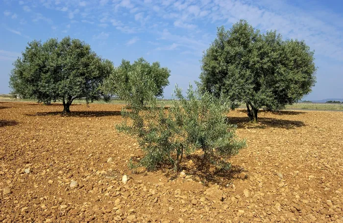 Framed Print : Provence. Olive grove. Provence-Alpes-Cote d'Azur