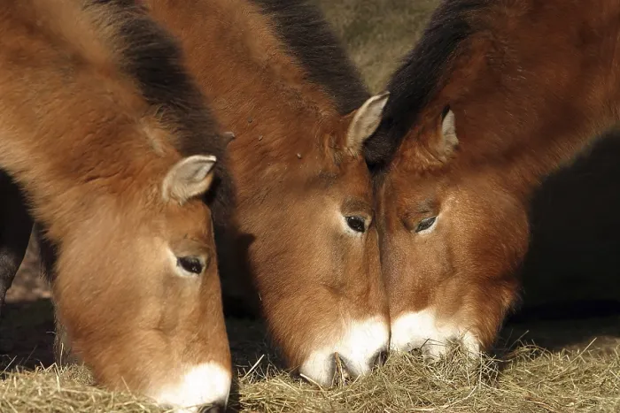 Framed Print : Przewalski horses (Equus ferus przewalskii)