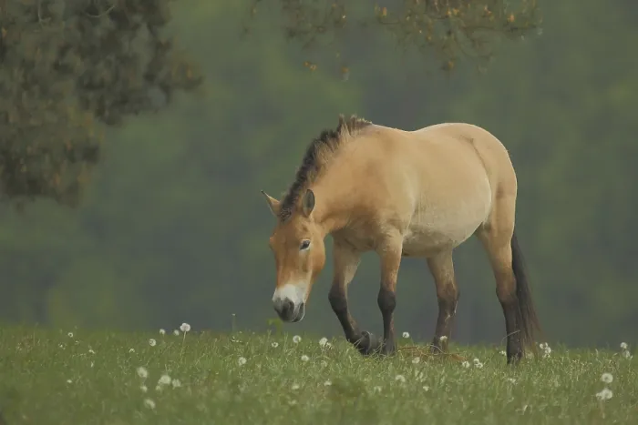 Framed Print : Przewalski's horse (Equus ferus przewalskii) in flower meadow with dandelions
