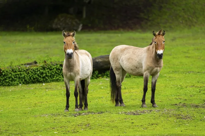 Framed Print : Przewalski's horse (Equus ferus przewalskii) standing on a meadow Framed Print : Przewalski's horse (Equus ferus przewalskii) standing on a meadow
