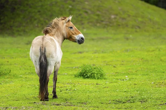 Framed Print : Przewalski's horse (Equus ferus przewalskii) standing on a meadow