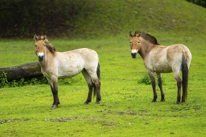 Framed Print : Przewalski's horse (Equus ferus przewalskii) standing on a meadow Framed Print : Przewalski's horse (Equus ferus przewalskii) standing on a meadow