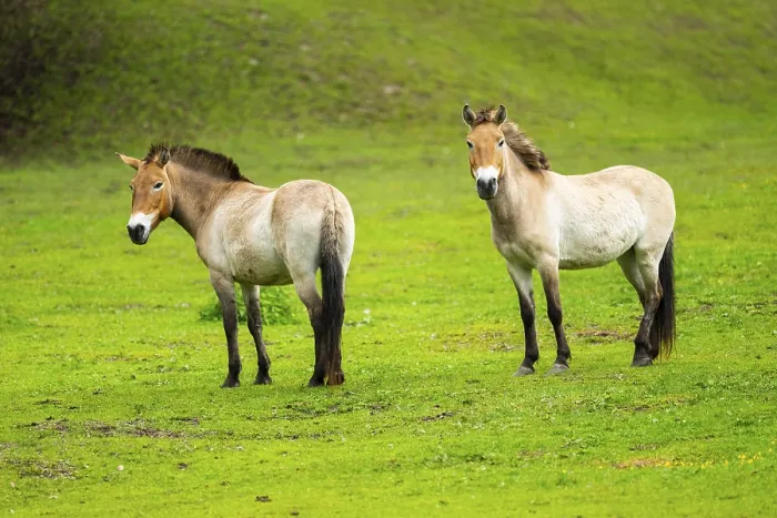 Framed Print : Przewalski's horse (Equus ferus przewalskii) standing on a meadow