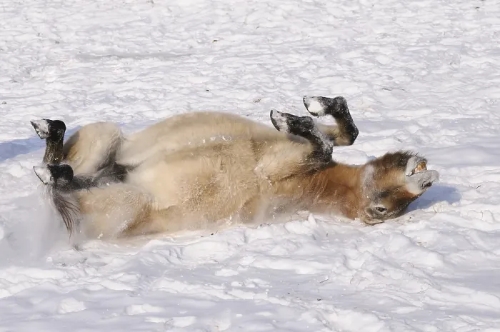Framed Print : Przewalski's horse playfully rolling in the snow