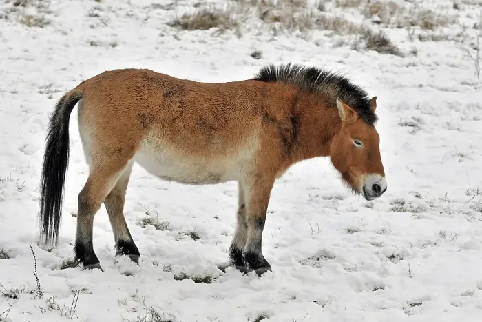 Framed Print : Przewalski's Horse (Przewalski's Horse)