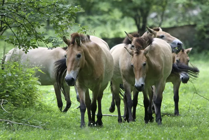Framed Print : Przewalski's horse Przewalski's horse