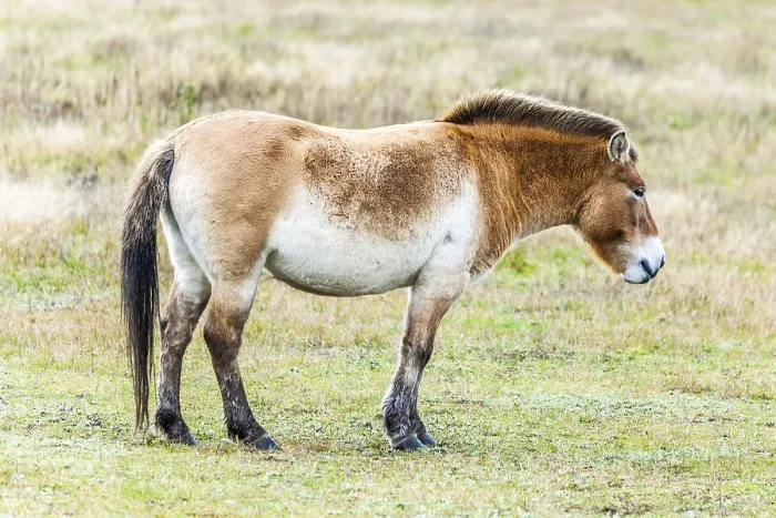 Framed Print : Przewalski's horse Przewalski's horse