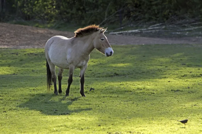 Framed Print : Przewalski's horse Przewalski's horse