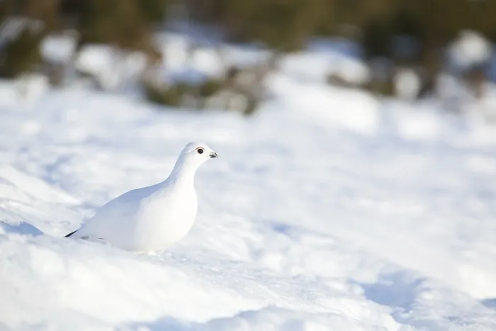 Framed Print : Ptarmigan (Lagopus lagopus) in the morning