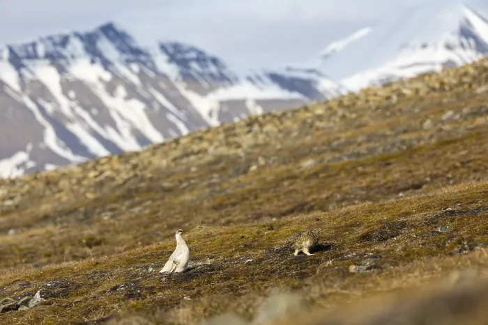Framed Print : Ptarmigan (Lagopus), pair in front of mountain scenery Framed Print : Ptarmigan (Lagopus), pair in front of mountain scenery