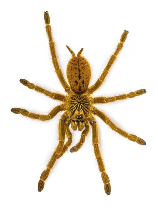 Framed Print : Pterinochilus murinus RCF aka Orange baboon tatantula spider