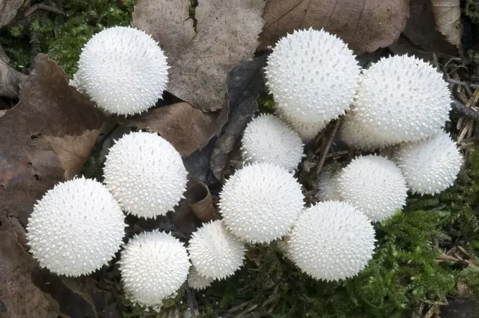 Framed Print : Puffball, Bottle umbrinum (Lycoperdon perlatum)