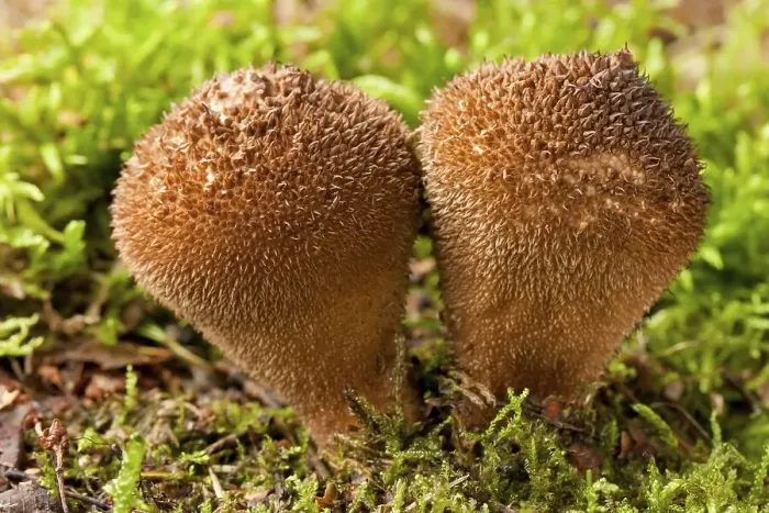Framed Print : Puffball mushrooms (Lycoperdon nigrescenes) Framed Print : Puffball mushrooms (Lycoperdon nigrescenes)