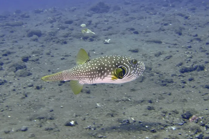 Framed Print : Pufferfish with dotted pattern Framed Print : Pufferfish with dotted pattern