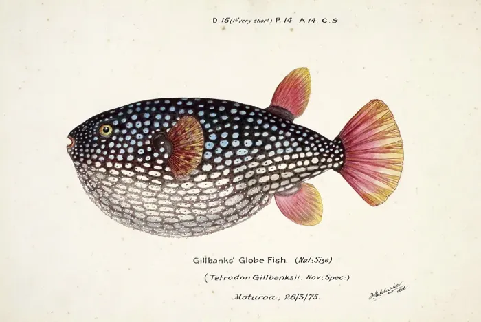 Framed Print : Pufferfish species from the family Tetraodontidae, Arothron gillbanksi, Tetrodon gillbanksii, Bank's Globe Fish, fish, reproduction of an original, by Frank Edward Clarke (b. 1849, d. 1899), ichthyologist and scientific draughtsman Framed Print : Pufferfish species from the family Tetraodontidae, Arothron gillbanksi, Tetrodon gillbanksii, Bank's Globe Fish, fish, reproduction of an original, by Frank Edward Clarke (b. 1849, d. 1899), ichthyologist and scientific draughtsman
