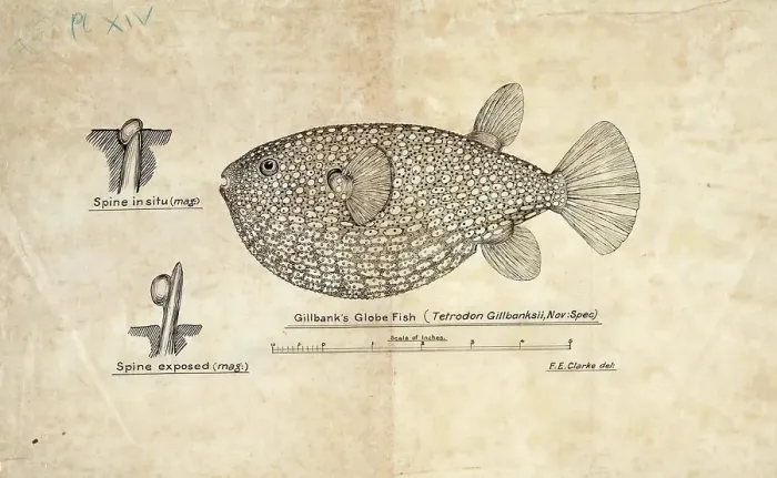 Framed Print : Pufferfish species from the family Tetraodontidae, Arothron gillbanksi, Tetrodon gillbanksii, Bank's Globe Fish, fish, reproduction of an original, by Frank Edward Clarke (b. 1849, d. 1899), ichthyologist and scientific draughtsman