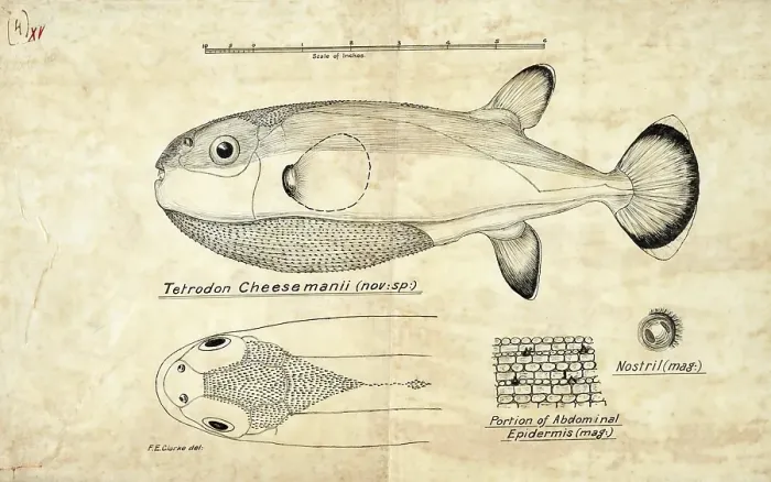 Framed Print : Pufferfish, Tetraodon cheesmanii, Pufferfish, Fish, Reproduction of an original, by Frank Edward Clarke (b. 1849, d. 1899), ichthyologist and scientific draughtsman Framed Print : Pufferfish, Tetraodon cheesmanii, Pufferfish, Fish, Reproduction of an original, by Frank Edward Clarke (b. 1849, d. 1899), ichthyologist and scientific draughtsman