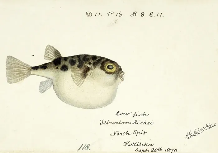 Framed Print : Pufferfish, Tetraodon gillbanksii, Arothron gillbanksii, a species of pufferfish in the family Tetraodontidae, Fish, Reproduction of an original, by Frank Edward Clarke (b. 1849, d. 1899), ichthyologist and scientific draughtsman Framed Print : Pufferfish, Tetraodon gillbanksii, Arothron gillbanksii, a species of pufferfish in the family Tetraodontidae, Fish, Reproduction of an original, by Frank Edward Clarke (b. 1849, d. 1899), ichthyologist and scientific draughtsman