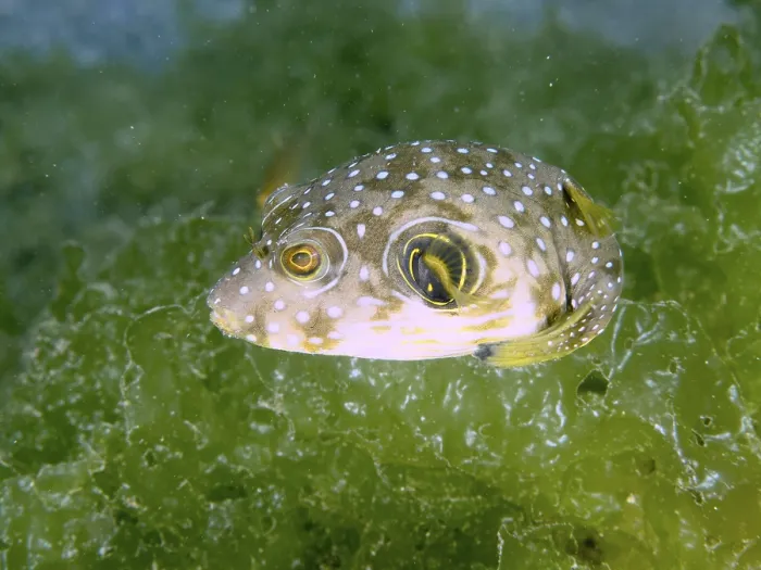Framed Print : Pufferfish with white-spotted pattern