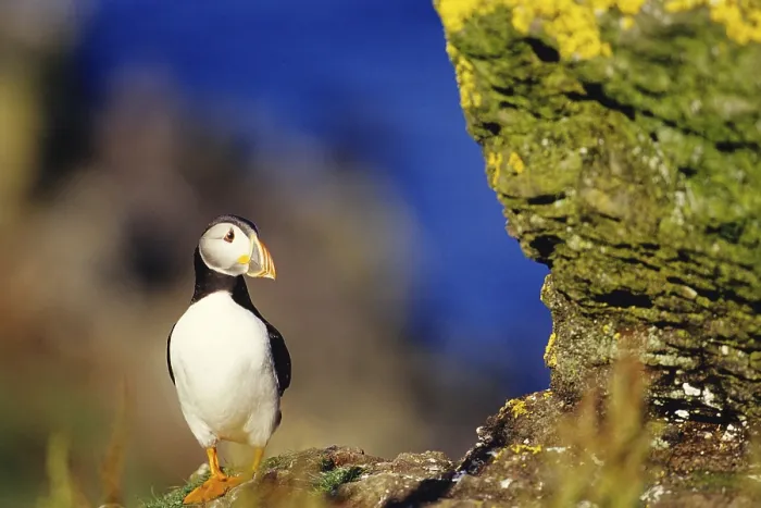 Framed Print : Puffin on cliff ledge, animals Framed Print : Puffin on cliff ledge, animals
