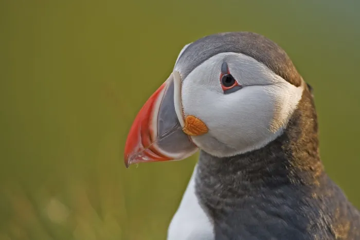 Framed Print : Puffin (Fratercula arctica)
