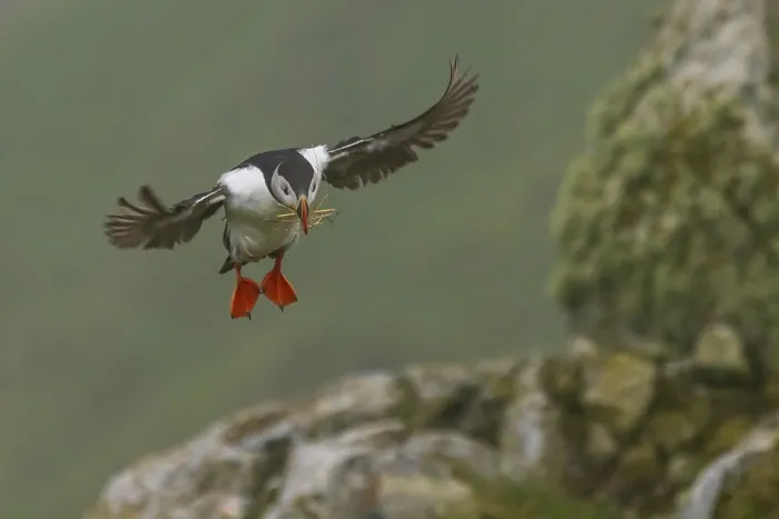 Framed Print : Puffin (Fratercula arctica) on approach to land on Runde Bird Island Framed Print : Puffin (Fratercula arctica) on approach to land on Runde Bird Island