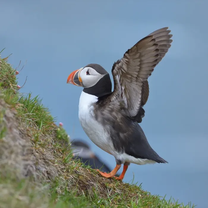 Framed Print : Puffin (Fratercula arctica), flapping its wings
