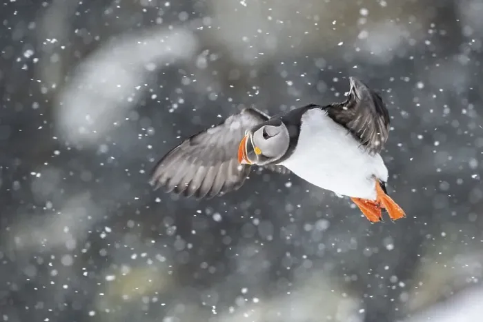 Framed Print : Puffin (Fratercula arctica) in flight during snowfall Framed Print : Puffin (Fratercula arctica) in flight during snowfall