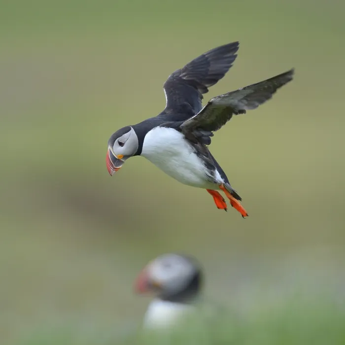Framed Print : Puffin (Fratercula arctica), flying