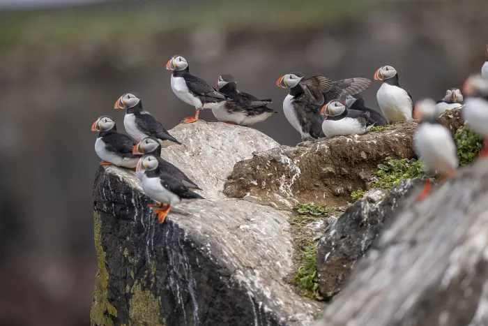 Framed Print : Puffin (Fratercula arctica), group at breeding site