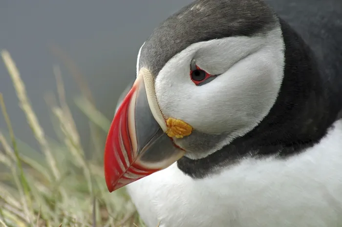 Framed Print : Puffin (Fratercula arctica) portrait Framed Print : Puffin (Fratercula arctica) portrait
