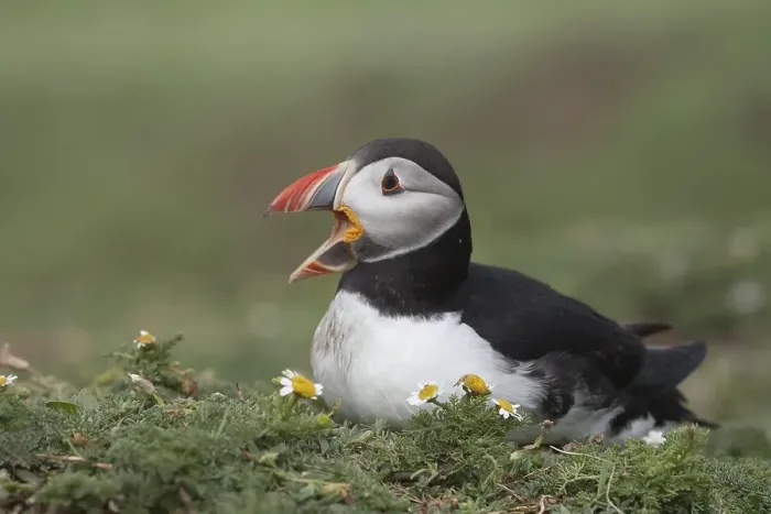 Framed Print : Puffin (Fratercula arctica ) screams Framed Print : Puffin (Fratercula arctica ) screams