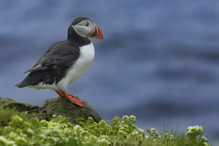 Framed Print : Puffin (Fratercula arctica) sitting on a cliff edge at the edge of the sea cliff