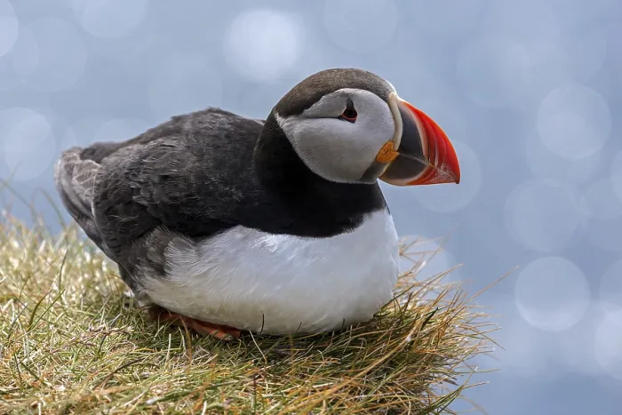 Framed Print : Puffin (Fratercula arctica), sitting in the grass