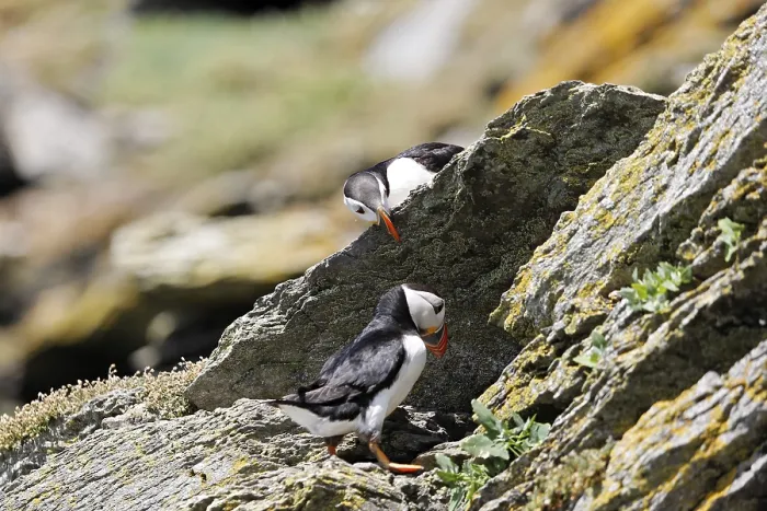 Framed Print : Puffin (fratercula arctica) Skellig Michaeal