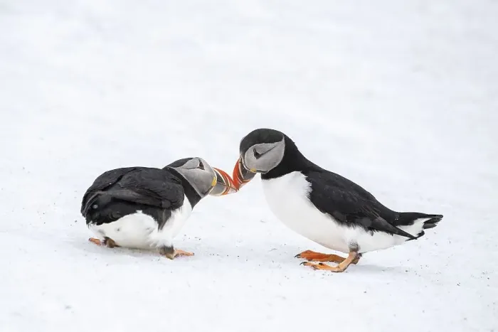 Framed Print : Two puffin (Fratercula arctica) in winter with snow