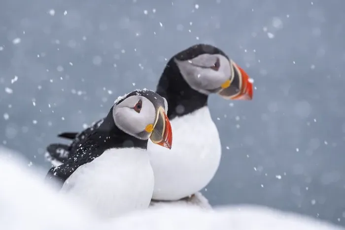 Framed Print : Two puffin (Fratercula arctica) in winter during snowfall Framed Print : Two puffin (Fratercula arctica) in winter during snowfall