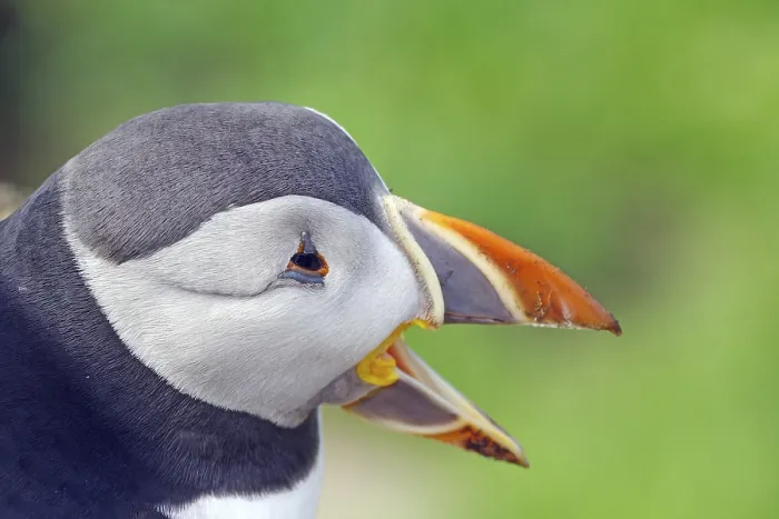 Framed Print : Puffin head with open beak, Hornoya Framed Print : Puffin head with open beak, Hornoya