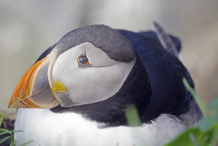 Framed Print : Puffin, Hornoeya, Vardoe, Finnmark