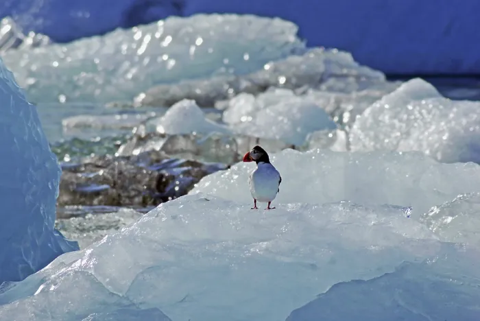 Framed Print : Puffin on an iceberg, Joekulsarlon glacier lagoon
