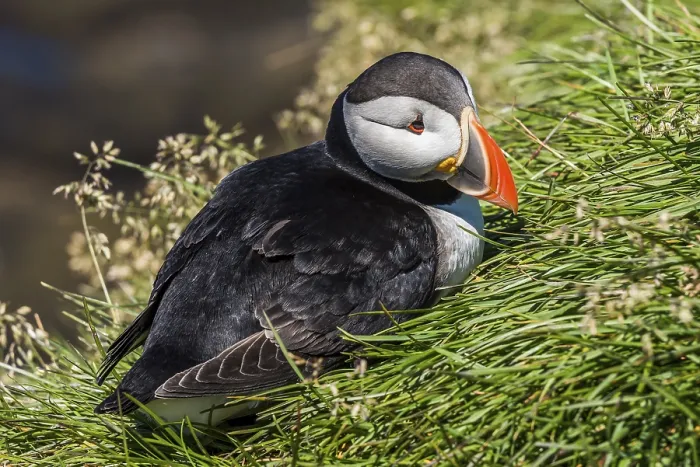 Framed Print : Puffin on Iceland resting on grass near the sea Framed Print : Puffin on Iceland resting on grass near the sea