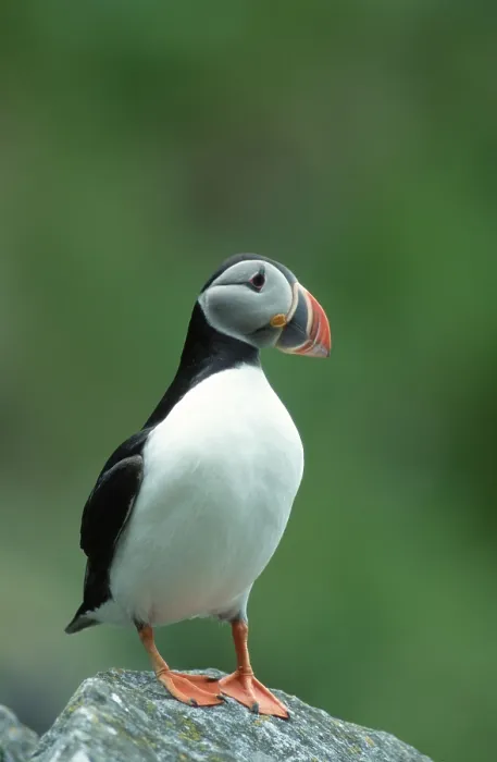 Framed Print : Puffin, Round, Norway, Europe Framed Print : Puffin, Round, Norway, Europe