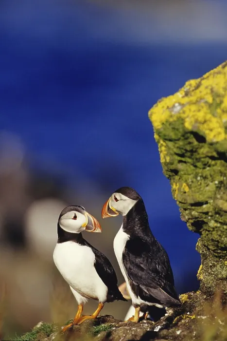 Framed Print : Two puffins on cliff ledge, puffins Framed Print : Two puffins on cliff ledge, puffins