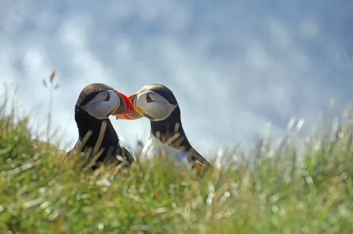 Framed Print : Two puffins sitting beak to beak